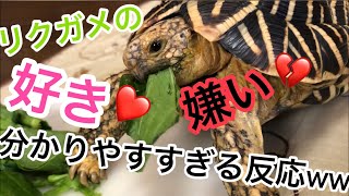 【リクガメの好き嫌い】分かりやすすぎる反応ｗｗｗｗ