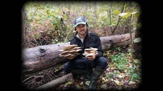 Сбор грибов.Сбор опят от 11.10.17.Вешенки.Опята.Языки.Зонтики.