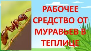 ЧТО ПОМОГАЕТ ОТ МУРАВЬЕВ В ТЕПЛИЦЕ И ЧТО НЕ ПОМОГАЕТ. Как бороться с муравьями в теплице.