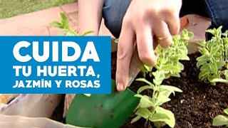 ¿Cómo cuidar un jazmín, rosas y hacer una huerta?