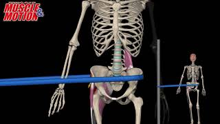Hip Hike Exercise, Strength Training, Knee Pain