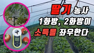 딸기 농사 1화방, 2화방이 소득을 좌우한다