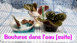 Violettes africaines boutures dans l'eau versus boutures dans terreau.  Projet de science partie 4