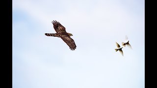 Ястреб атакует бакинцев. Attack goshawk on pigeons