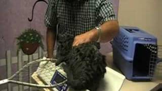 Max the Cat goes to the Vet