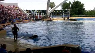 Loro Parque: Orca Ocean