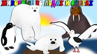 Животные во льдах и снегах. Изучение цифр. Развивающие мультики для детей