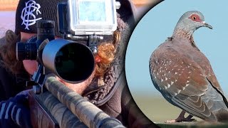 Hunting Speckled Pigeons in South Africa - Pigeon Paradise Episode 1