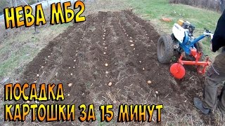 Сажаем раннюю картошку. 8 мая 2017