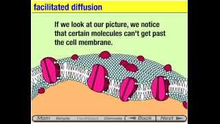 Membrane Transport animation