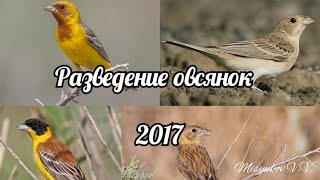Гибридизация и размножение овсянок. Черноголовая и желчная овсянки. №1