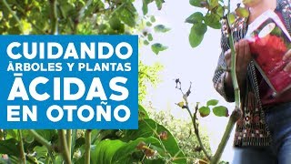 ¿Cómo cuida los árboles y las plantas ácidas en otoño?