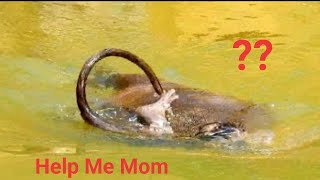 Pitiful Baby Daniela Because Mom Hug Daniela Jump In To Deep Water In Swimming Pool | So Worry Dani