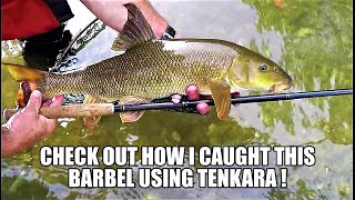 Pêche du barbeau au tenkara - Tenkara fishing for Barbel fish