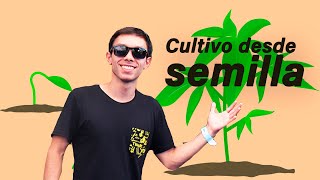 De SEMILLA a COGOLLO: Cultivo desde 0