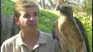 Red-Tailed Hawk