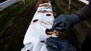 How to grow hydroponic Strawberries