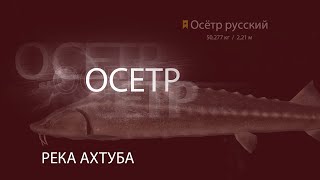 РР4! RF4! Русская Рыбалка 4! Река Ахтуба - Осетр!