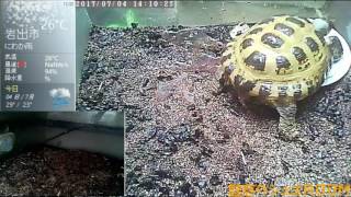 【リクガメ】ホルスフィールドリクガメ（22歳）アーカイブ20170704 Horusfield tortoise