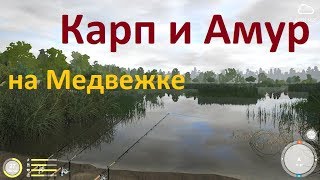 Русская рыбалка 4 - озеро Медвежье - Карп и амур в Бобровой заводи