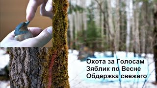 Охота за Голосами - Зяблик по Весне Обдержка свежего