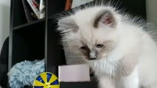 Приколы с Котами и Собаками Смешные коты и собаки 2018 Смешные Животные Калейдоскоп за 24 10 2018