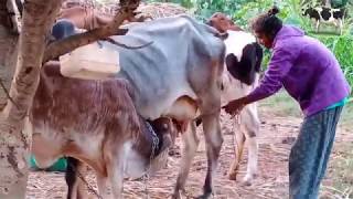 How To Practice Cow Milking by Woman hands to fasted #3 || Buffalo Milking