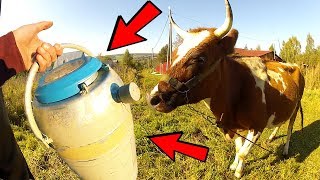 Искусственное осеменение коровы. Признаки охоты
