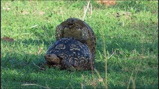LEOPARD TORTOISE MATING!
