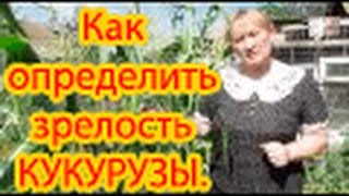 Как определить зрелость кукурузы.