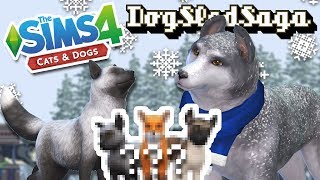 Snowy Surprise of Silver Fox & Husky Puppies?! ??
