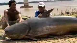 Giant Catfish of Mekong River weighs over 600LBS