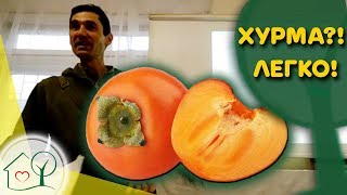 Хурма - выращивание, сорта, укрытие, особенности. Экзоты Н.Николаева