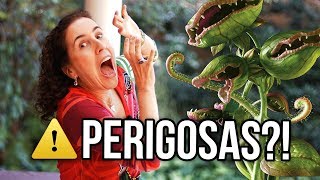 DIONÉIA PLANTA CARNÍVORA - COMO CULTIVAR | Nô Figueiredo
