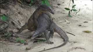 Fighting Monitor Lizards Palawan Philippines