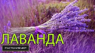 Лаванда из семян посадка и уход / как выращивать лаванду?