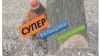 СУПЕР вальщики больших деревьев