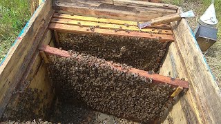 Отводок на рапсе! Роение пчел! 12.05.2019