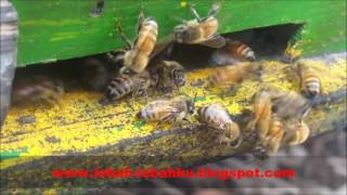 Lebah madu pekerja di kotak sarang ternak lebah apis mellifera - beekeeping apis mellifera bee !!