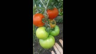 ЗГ: Махитос, Линда, Инфинити, Мейс. 28.07.19г.