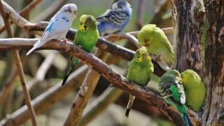 Веселое пение волнистых попугайчиков / Funny singing of wavy parrots