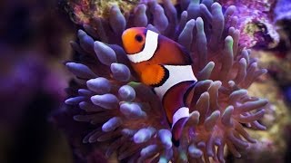 Saltwater Tank - Biocube 29 gallon