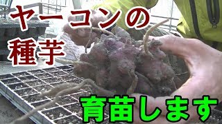 【我流】ヤーコンを育苗するとかマジですか！？
