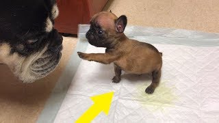 Puppy Was Abandoned For Being Too Small, But When This Woman Saved Him This Happened