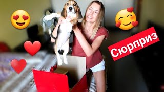 СЮРПРИЗ В КОРОБКЕ??ПОДАРИЛА МАМЕ ЩЕНКА?