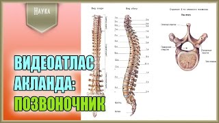 Легендарный видеоатлас доктора Роберта Акланда по анатомии человека. Позвоночник