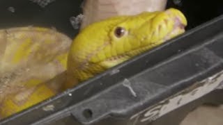 SHEDDING A GIANT PYTHON!!! | BRIAN BARCZYK
