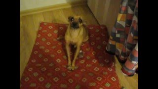 Русский той терьер играет, смешное видео про собак, той терьер и косточка