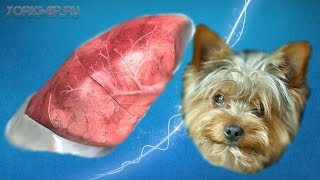 Трахеит у собак | Причины | Симптомы | Лечение.