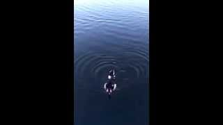 Asker Ördek - Kamuflajlı Ördek - Soldier Duck